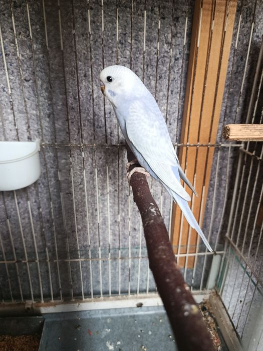 Продается птенцы волнистых попугаев