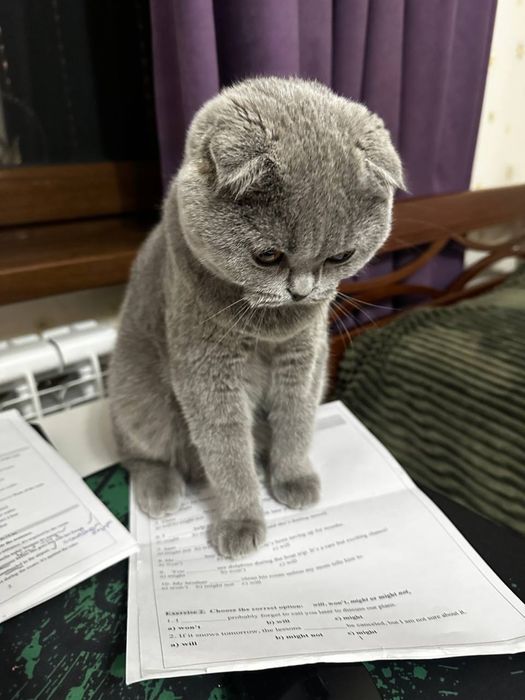 Продаётся кошка породы Скоттиш-фолд (девочка), 9 месяцев