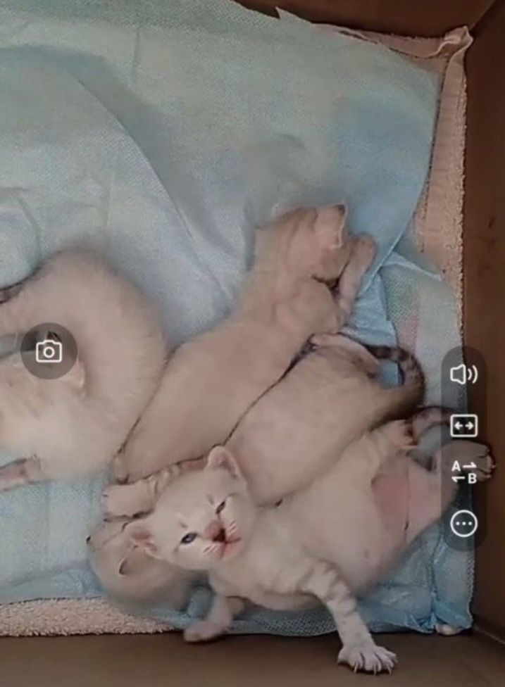 Передержка котов