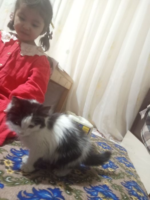 Мушукча хадия килинади