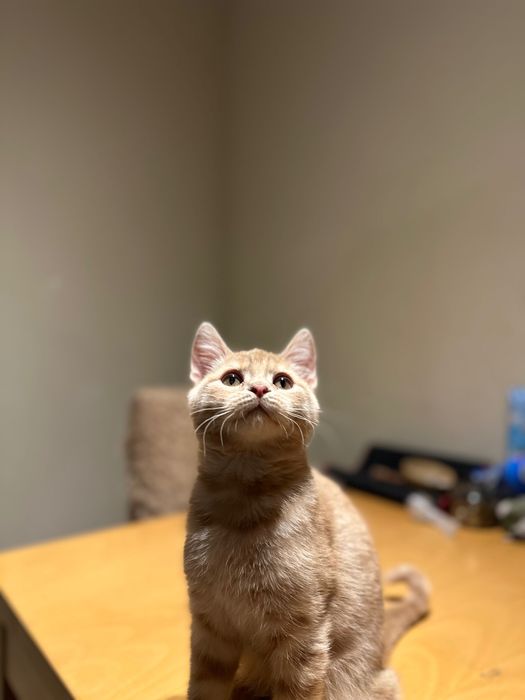 British Blue Point Британски