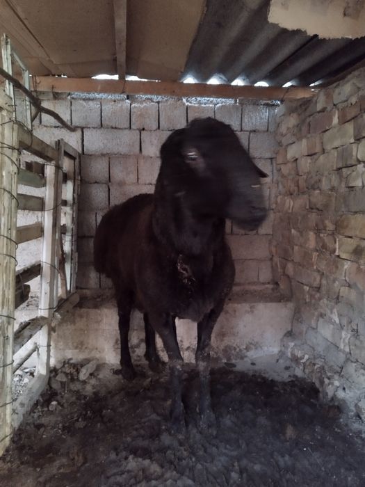 3 ta Qoʻchqor arashan