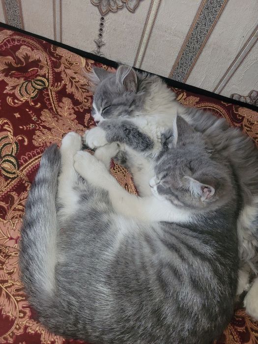 Скотш страйт 100$