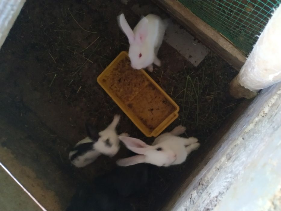 Quyonlar sotiladi soni 4ta donasi 50ming