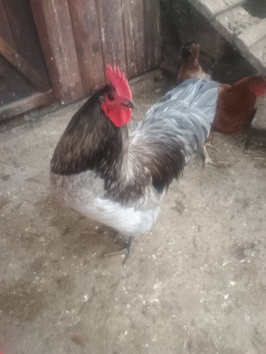 Vând cocos australorp albastru
