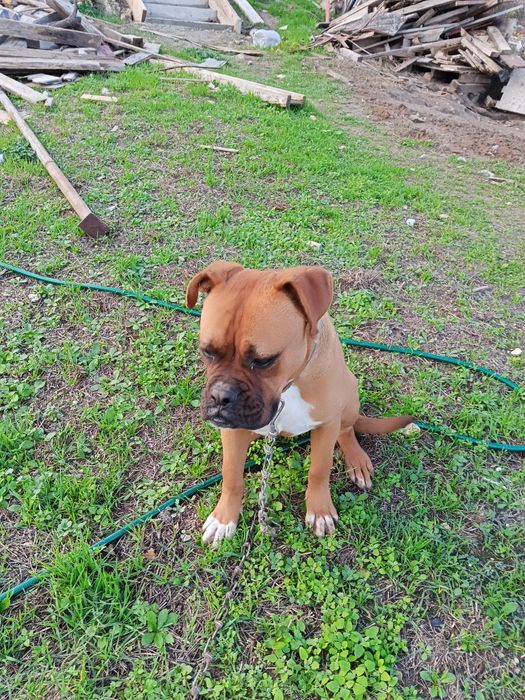 Куче боксер женско