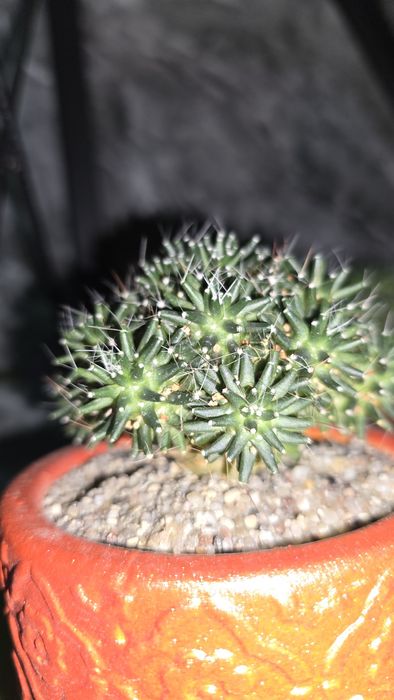 Kaktuslar xar xilidan