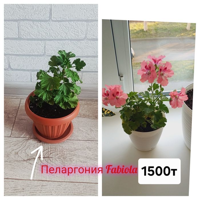 Разные виды комнатных цветов