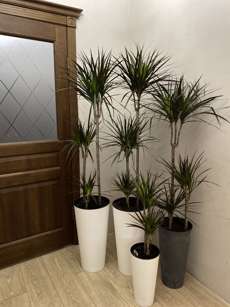 Драцена высокие растения для офисов