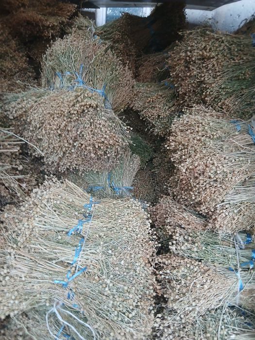 Продаётся исирик