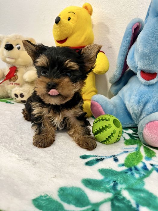 Йоркширски териер-Мини йорки