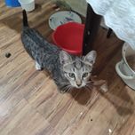 Котята маленькие домашние