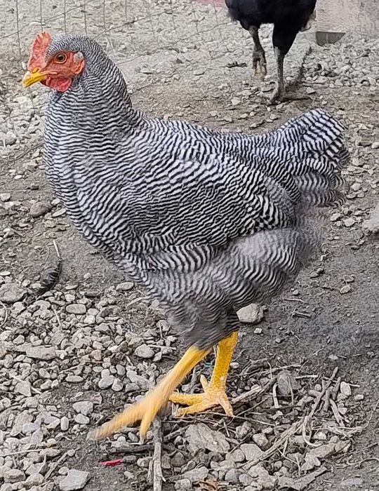 cocos de 5 luni Plymouth Rock Barat