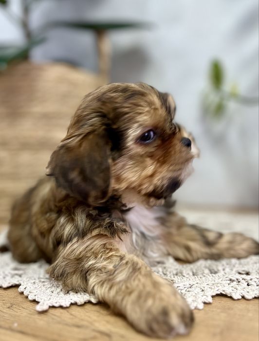 Щенки Шорки — маленькие бриллианты вашего дома!