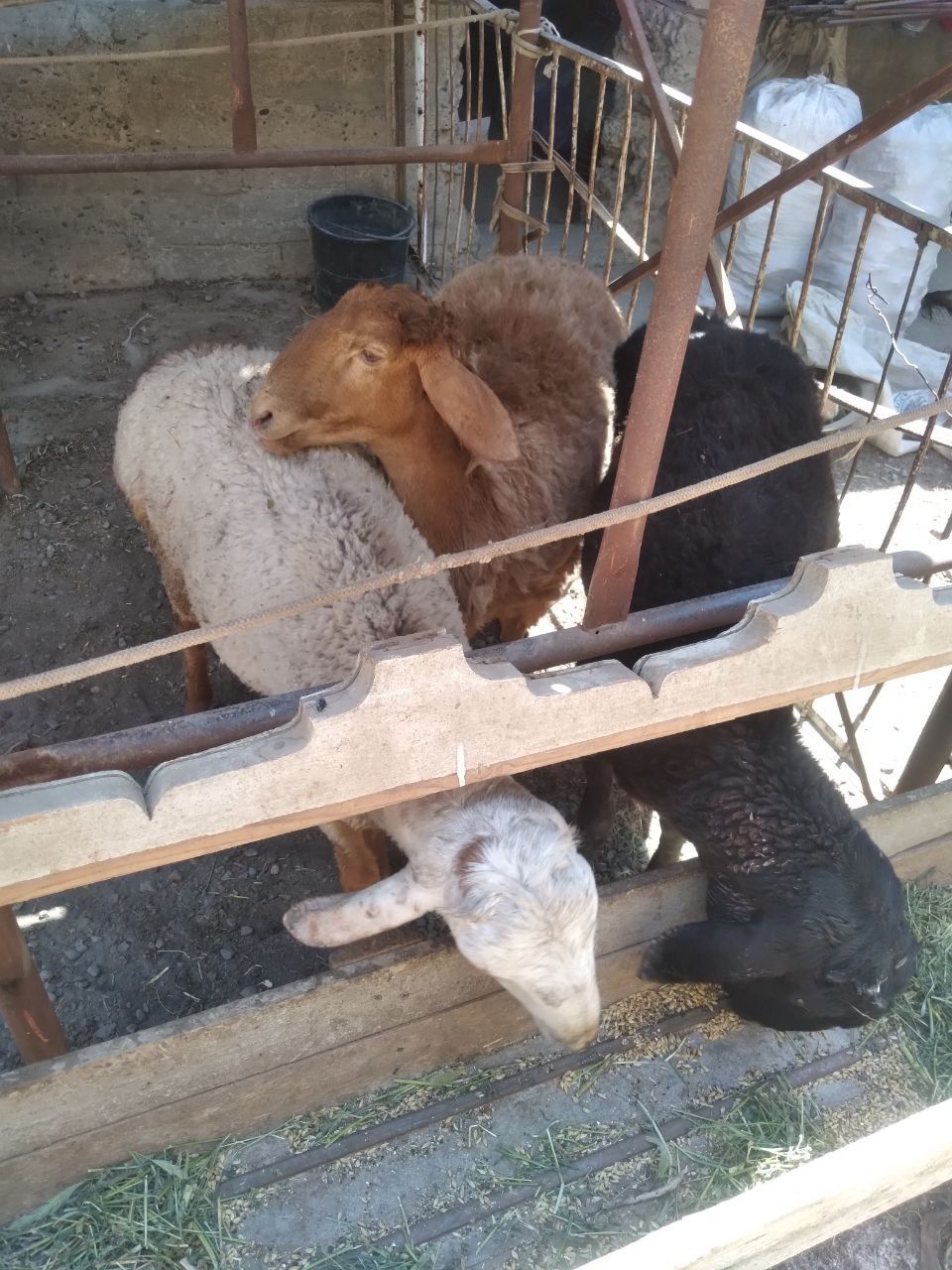 Qo'chqor 2ta moda bara 1 ta sotiladi srochniy kimga kerak bo'lsa olsin