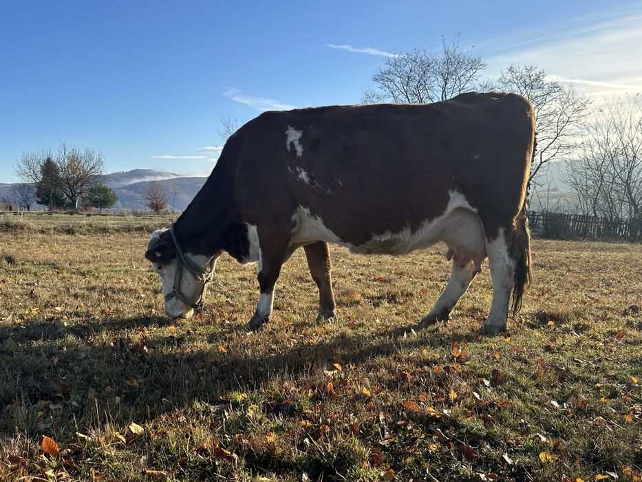 Vand vaca gestanta 9 luni