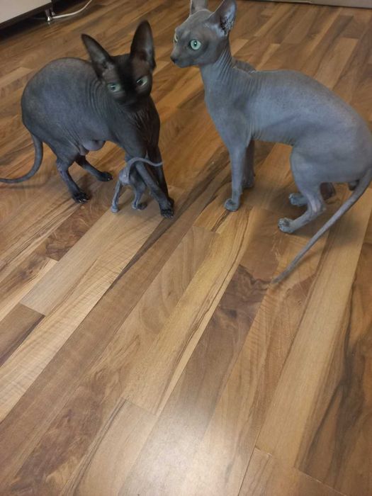 Vand pui pisica sphynx