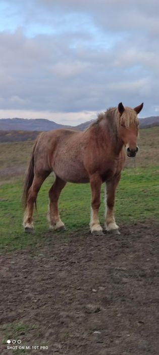 Vând 2 iepe gestante și o mânză de un an jumate