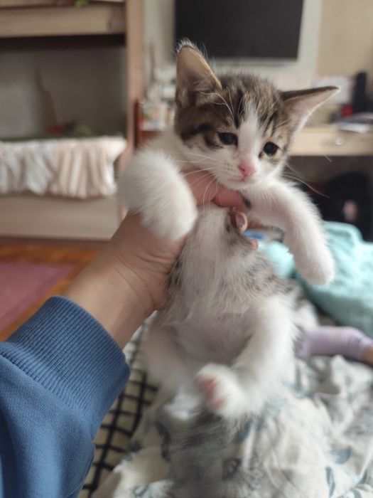 Котя в добрые руки