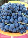 Продам виноград сорт Изабелла
