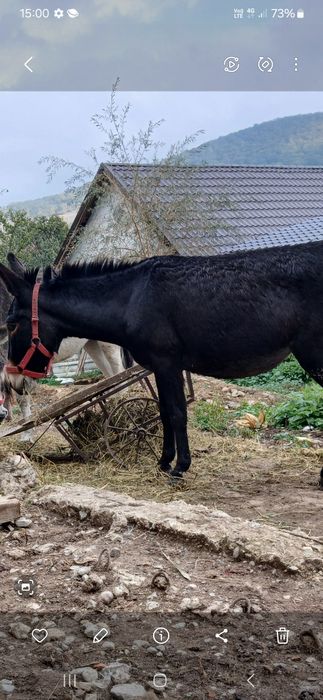 Lapte de măgăriță
