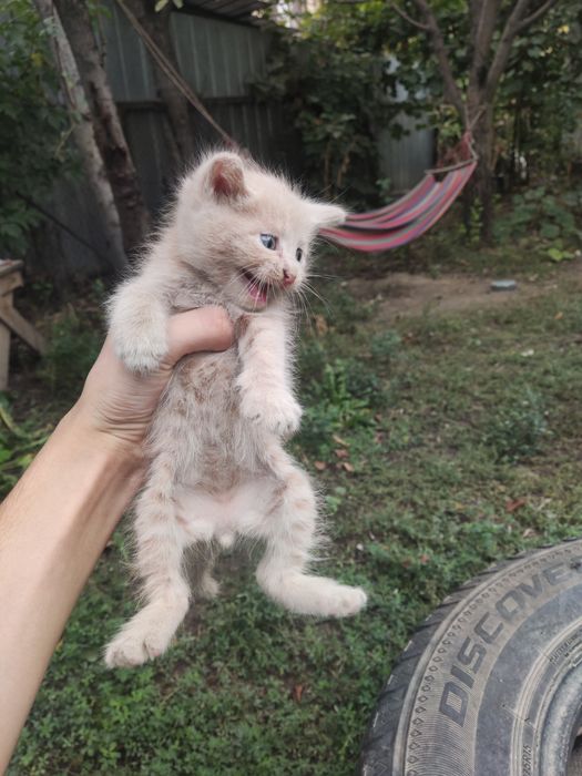 Котенок, отдам бесплатно