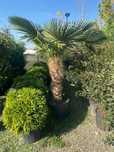 Palmieri Trachycarpus Fortunei