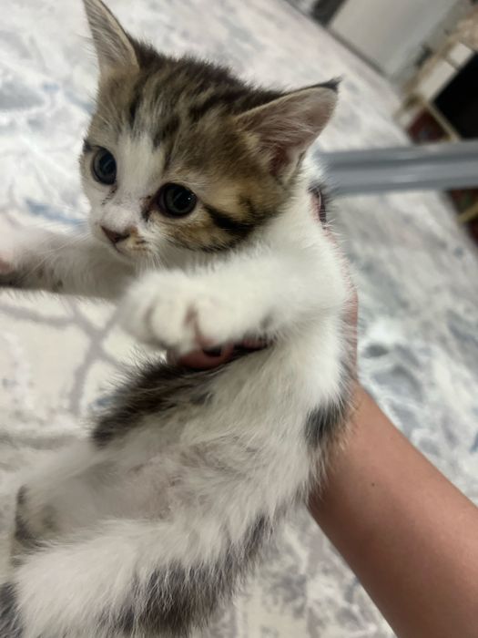 Котята в хорошие руки