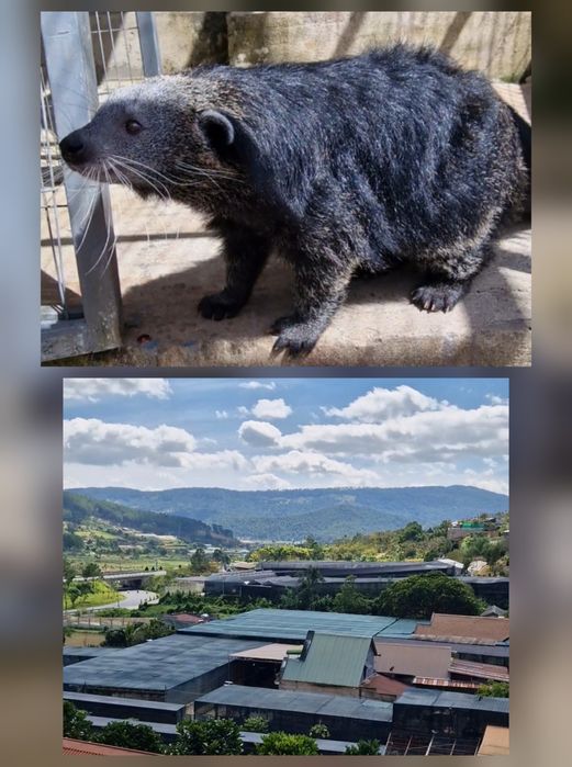 Продаётся кофе Лювак