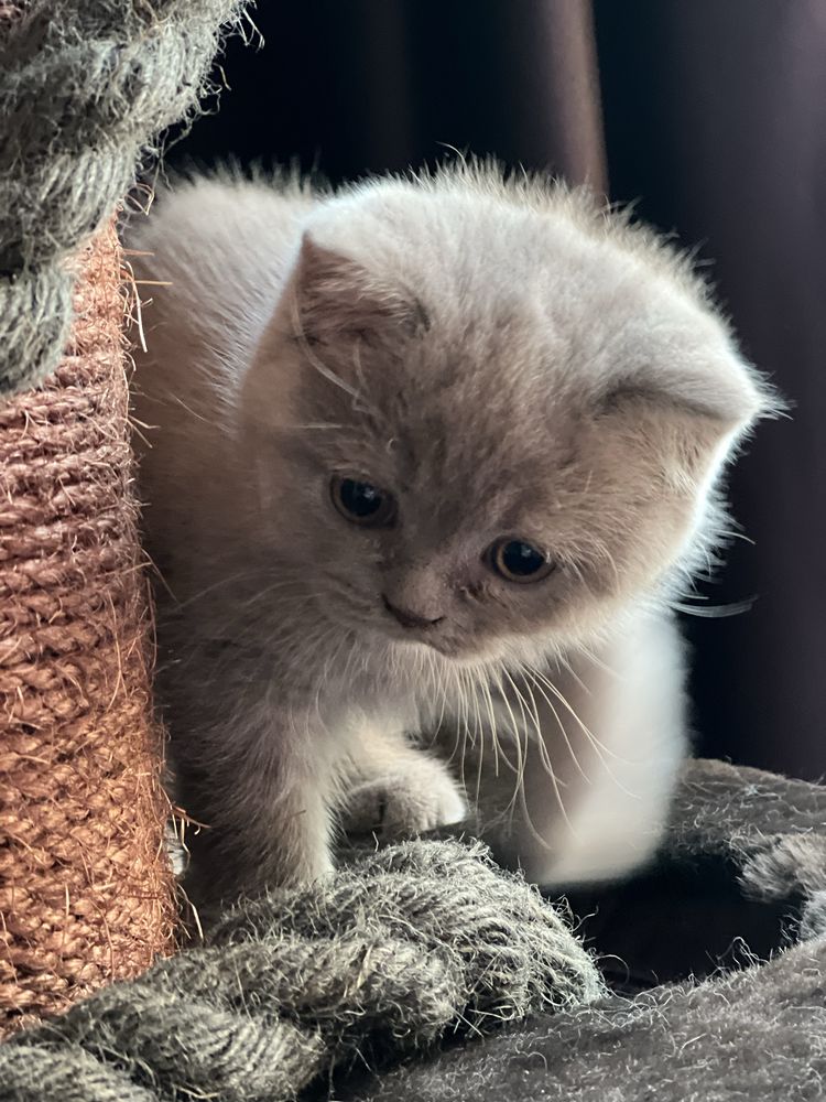 Британско мъжко коте