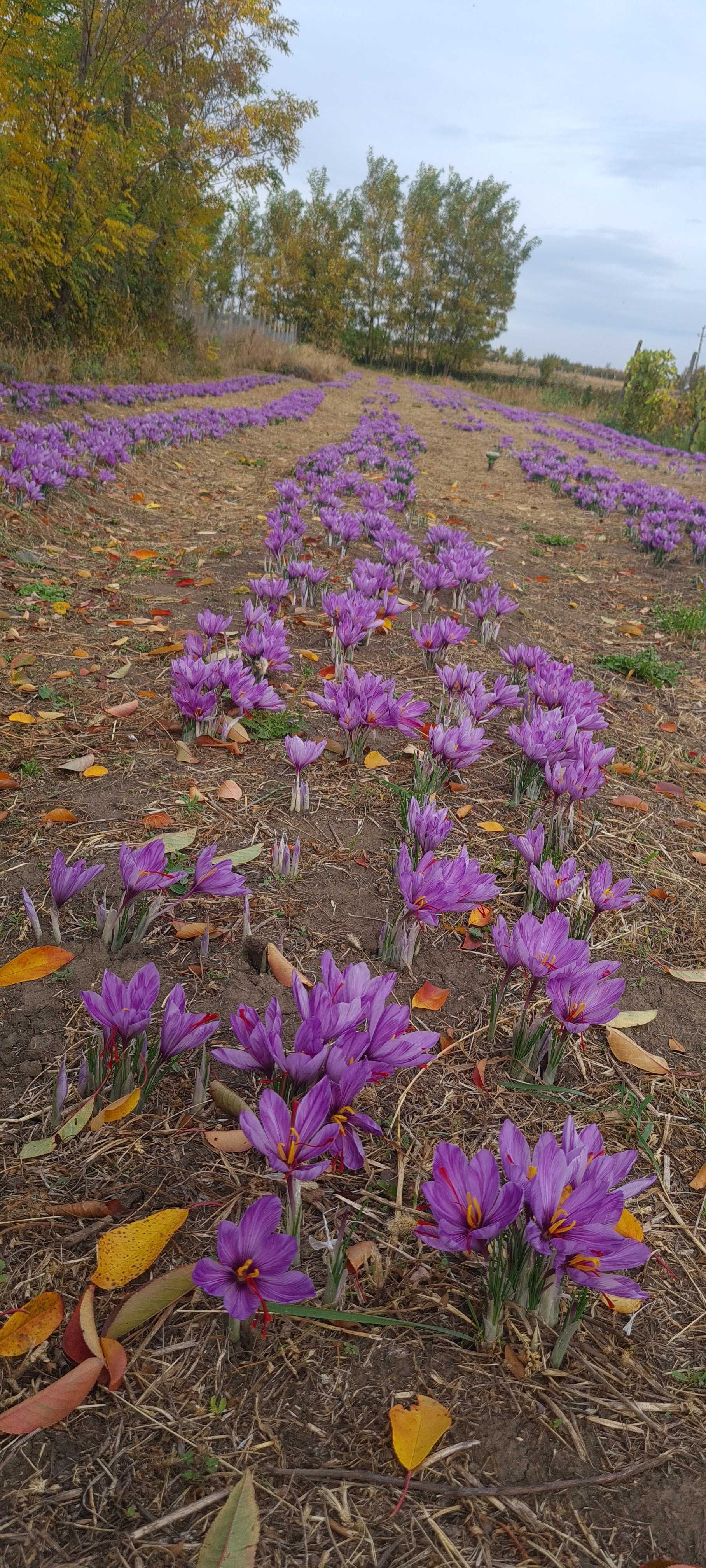 Bulbi de sofran aclimatizati in Romania