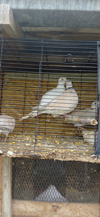 Turturele răzătoare