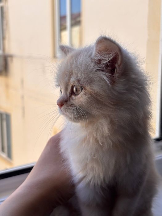 продается породистая кошка