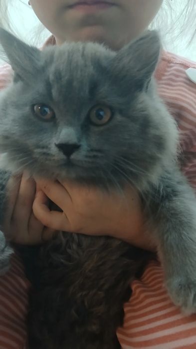 Mushuk British Longhair