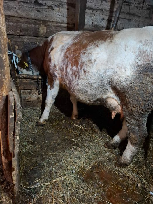 vaca de vanzare la prima fatare