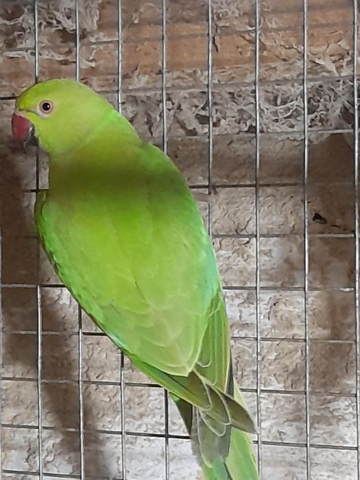 Papagali Micul Alexandru