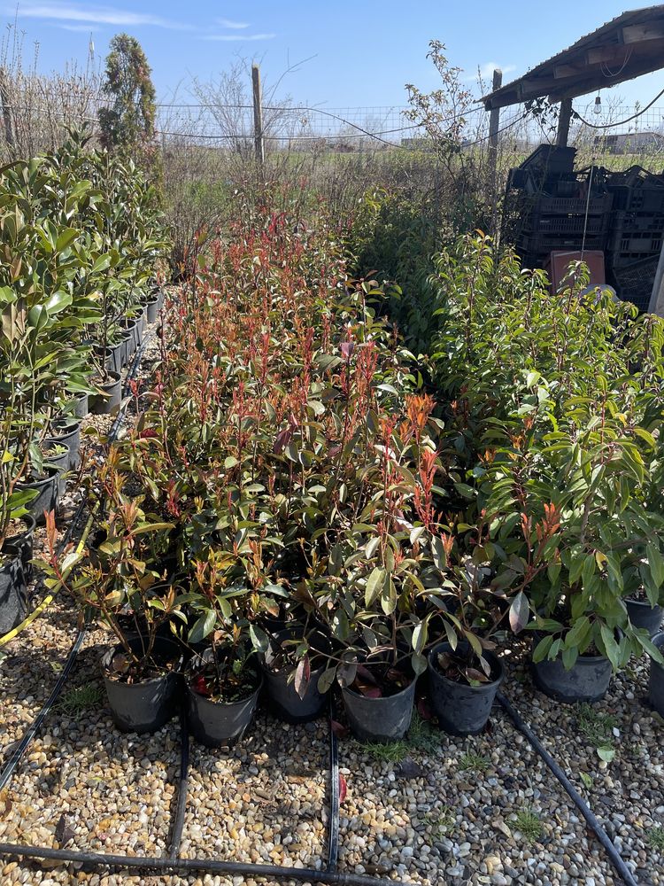 Photinia magnolii leylandi