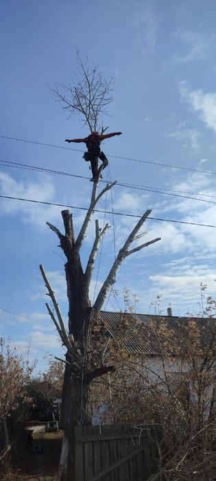 Спил деревьев с помощью альпинизма