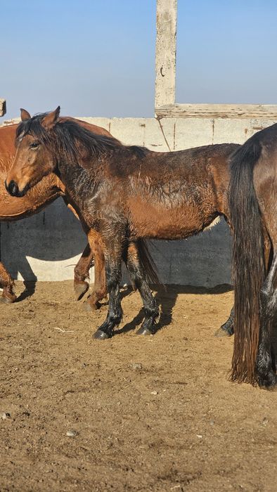 Ұрғашы жабағы сатылады