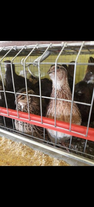 Prepelițe mixte outoare și de carne