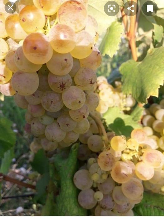Vand struguri de vin transport in zona ploiesti