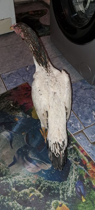 Дакан тауыктар сатылады