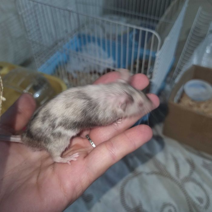 Домашня мишка с клетка ще подаря