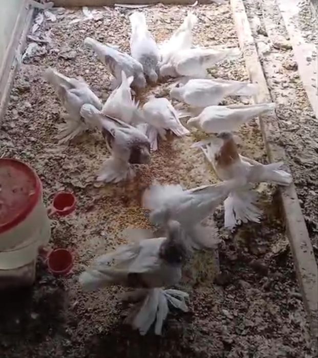 Продам голубей разной масти Сирень Тасман розовые