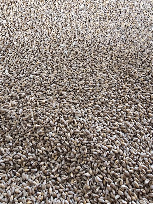 Porumb,grau,orz,ovaz