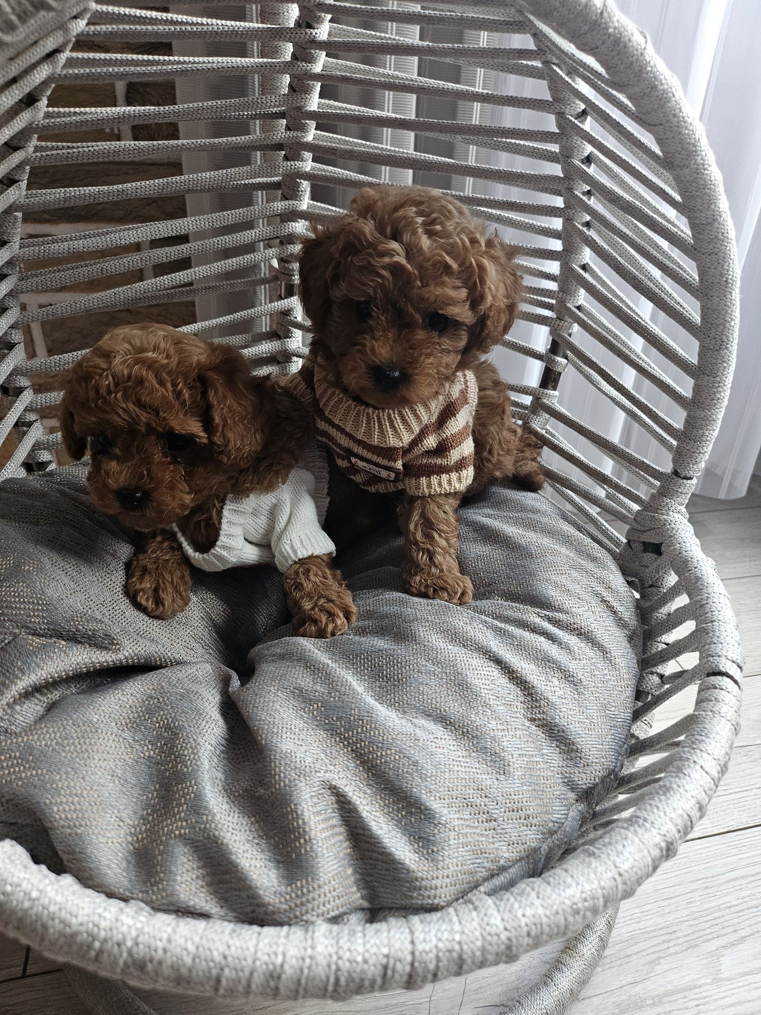 Той пудел / Poodle toy/ с документ за произход