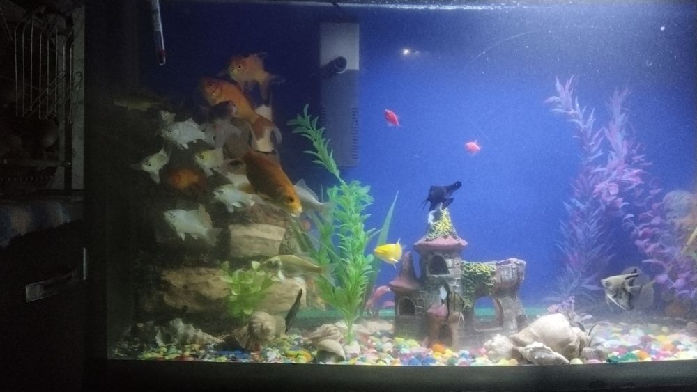 Срочна сотилади ойнаси Калин акварум