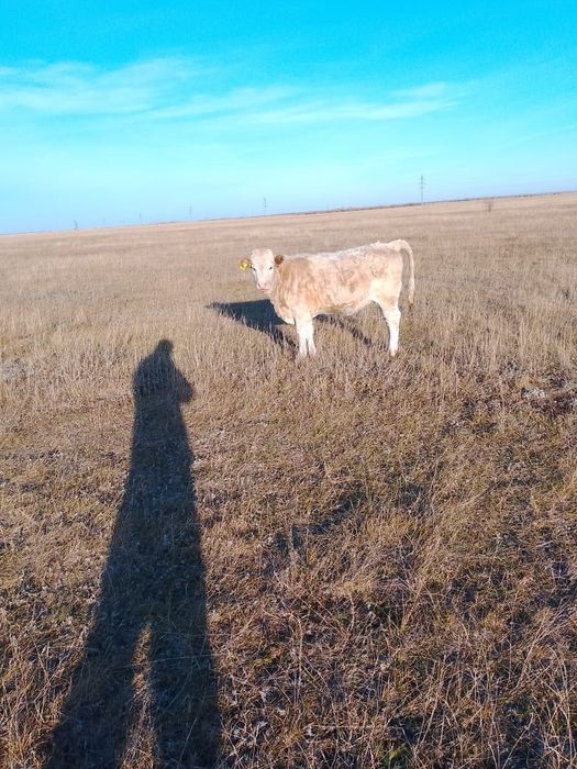 Продам подсосную телку.