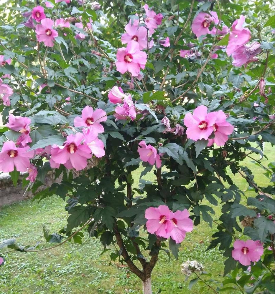 Hibiscus, plante de gradina