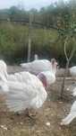 vind Curcani  crescuti bio zona Barlad